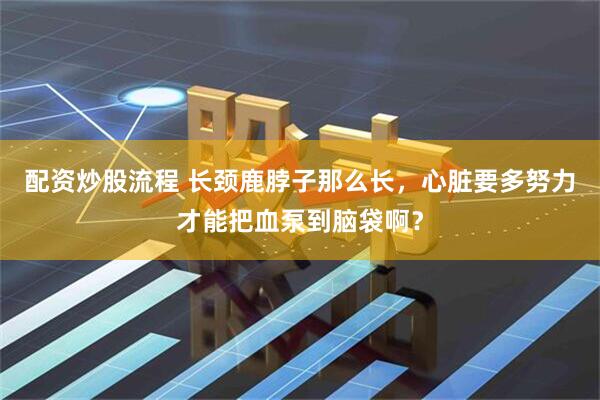 配资炒股流程 长颈鹿脖子那么长，心脏要多努力才能把血泵到脑袋啊？